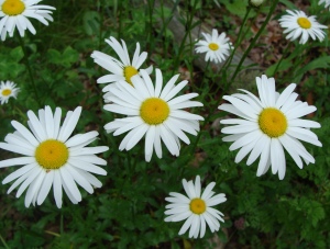 Daisies - a really underappreciated flower.