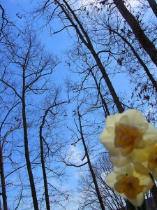 daffodilsky