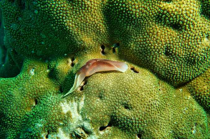 brown slug on coral